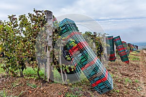 Ripe black or blue syrah wine grapes using for making rose or red wine ready to harvest on vineyards