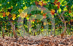 Ripe black or blue wine grapes using for making rose or red wine ready to harvest on vineyards in Cotes  de Provence, region