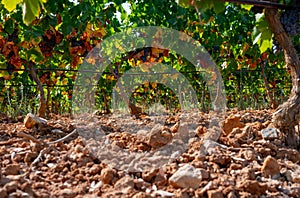 Ripe black or blue wine grapes using for making rose or red wine ready to harvest on vineyards in Cotes  de Provence, region