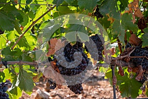 Ripe black or blue wine grapes using for making rose or red wine ready to harvest on vineyards in Cotes  de Provence, region