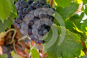 Ripe black or blue wine grapes using for making rose or red wine ready to harvest on vineyards in Cotes  de Provence, region