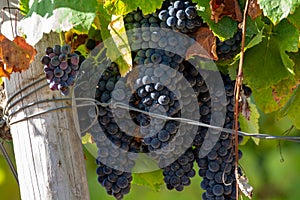 Ripe black or blue wine grapes using for making rose or red wine ready to harvest on vineyards in Cotes  de Provence, region