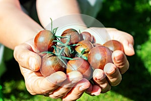 Ripe black cherry tomatoes in woman& x27;s hand.