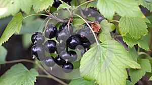 Ripe black curant edible berries hanging on bush branches in farm or garden.