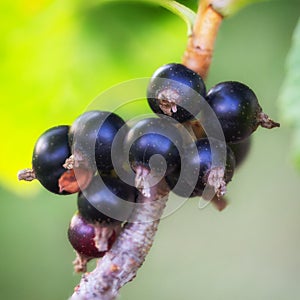 Ripe black currant on a branch close up