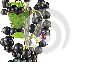 Ripe black currant on branch isolated on white background. Blackcurrant on the branch