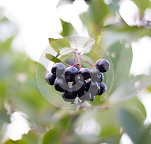 Ripe black currant on a bush