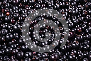 Ripe black currant