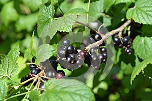 Ripe black currant (Ribes nigrum L. ) photo