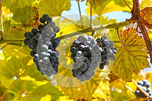 Ripe black grapes on the branches of a plant