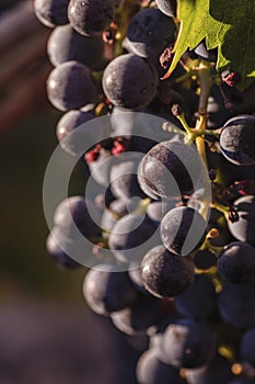 Ripe black grapes bunch
