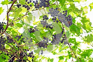 Ripe black grapes. bunches of ripe grapes on a bright Sunny day