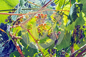 Ripe black grapes harvest vineyard