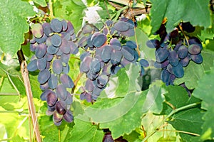 Ripe black grapes harvest vineyard