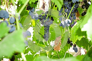 Ripe black grapes. harvesting fruit on a bright Sunny day. organic fruit in the garden