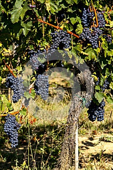 Ripe black grapes in Italy in the fields