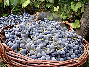 Ripe black grapes in large baskets harvested for the preparation of red wine. Closeup.