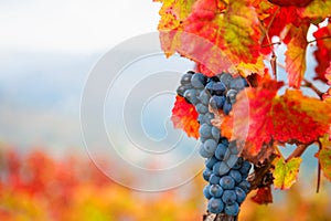 Ripe black grapes on the vine