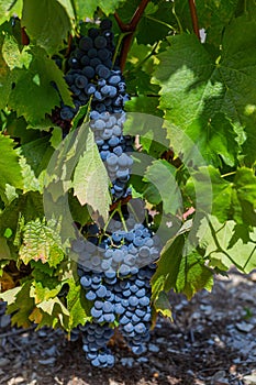 Ripe black grapes on the vine