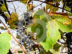 ripe black Isabella grape between yellowing leaves