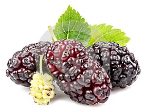 Ripe black mulberries fruits with green leaves isolated on white background