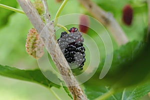 Ripe black mulberry, detail view. Close up of fresh one mulberry on a tree branch