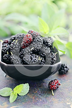 Ripe black mulberry