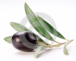 Ripe black olive with leaves.