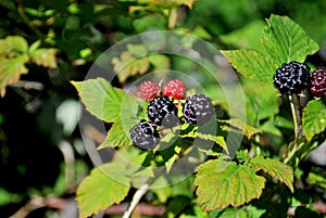 Ripe black raspberry berries on a branch in the rays of the midday sun.