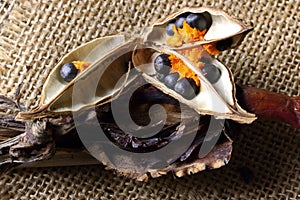 RIPE BLACK STRELITZIA SEEDS WITH ORANGE FLUFF IN TOUGH PODS