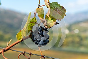 Ripe black wine grapes growing on vineyards in Douro Valley, Portugal