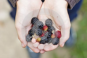 Ripe blackberries