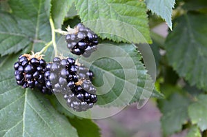 Ripe blackberries on blackberry bush in the garden close up.Healthy food or diet concept.