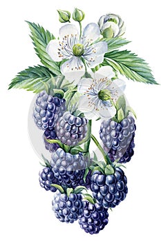 Ripe blackberries on a branch with flowers, isolated white background. Watercolor botanical illustration