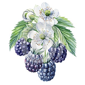 Ripe blackberries on a branch, isolated white background. Watercolor botanical illustration, Floral design elements