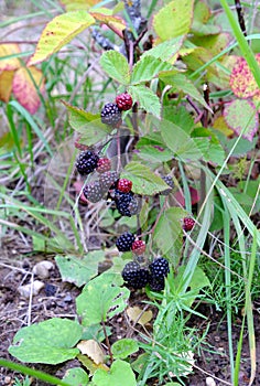 Ripe blackberries are hanging on branch outdoor closeup