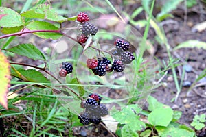 Ripe blackberries are hanging on branch outdoor closeup