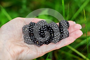 Ripe blackberries in the palm of your hand on a green background. Close up. The harvest of blackberries. Pick berries. Food for