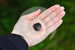 Ripe blackberries in the palm of your hand on a green background. Close up. The harvest of blackberries. Pick berries. Food for