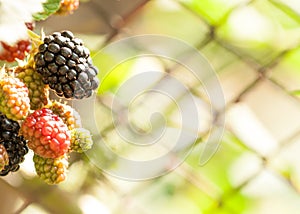 Ripe blackberry cluster