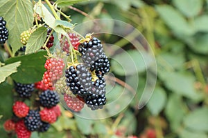 Ripe blackberry fruits