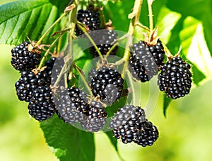 Ripe blackberry in a garden photo