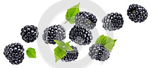 Ripe blackberry isolated on white background