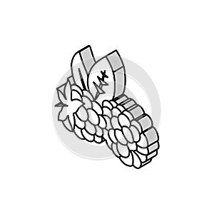 ripe blackberry leaf isometric icon vector illustration