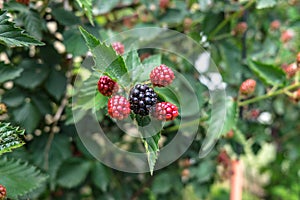 Ripe blackberry surrounded by unripe red blackberries. Shallow d