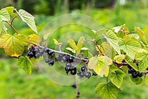 Ripe blackcurrant on the branches of a blackcurrant bush hangs with tassels.