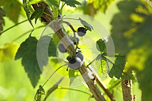 Ripe blackcurrants growing on bush outdoors, closeup