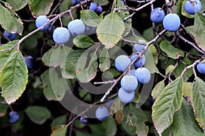 Ripe blackthorn berries have a sweet and sour taste and astringency. photo