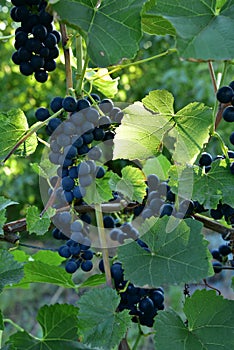 Ripe blue grape on the vine and sunlight going through the leaf