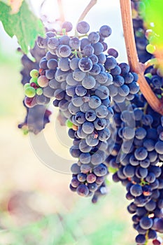 Ripe blue grapes